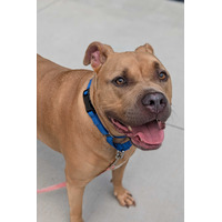 adopt-pet