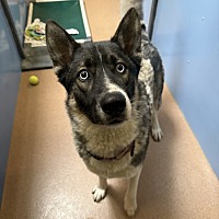adopt a pet