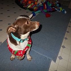 Thumbnail photo of Brownie -Adopted! #1