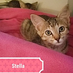 Thumbnail photo of Stella #1