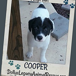 Thumbnail photo of COOPER #1