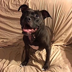 Cane Corso Puppies For Sale In Nebraska Adoptapetcom