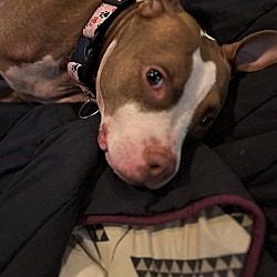 Photo of PENNY Saved from NYC Shelter in Foster