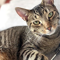 Photo of Benny is a beautiful cuddly boy!