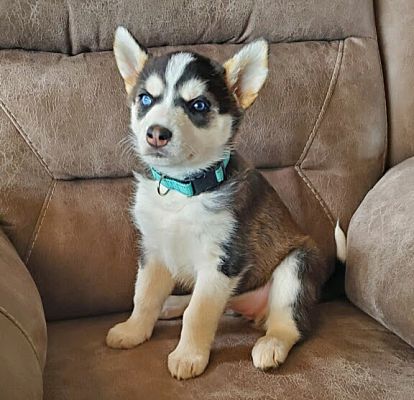 Phoenix, AZ - Siberian Husky. Meet Acacia a Pet for Adoption ...