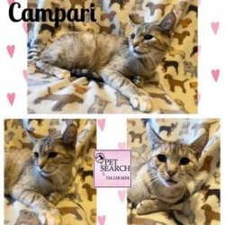 Thumbnail photo of Campari #1