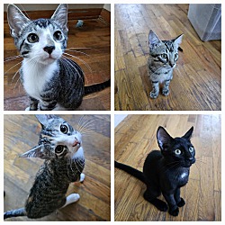 Thumbnail photo of “Four Precious Kittens" #1