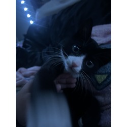 Thumbnail photo of oreo #4