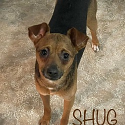 Photo of Shug