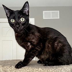 Thumbnail photo of Salem #1