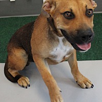adopt a pet