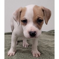 adopt-pet