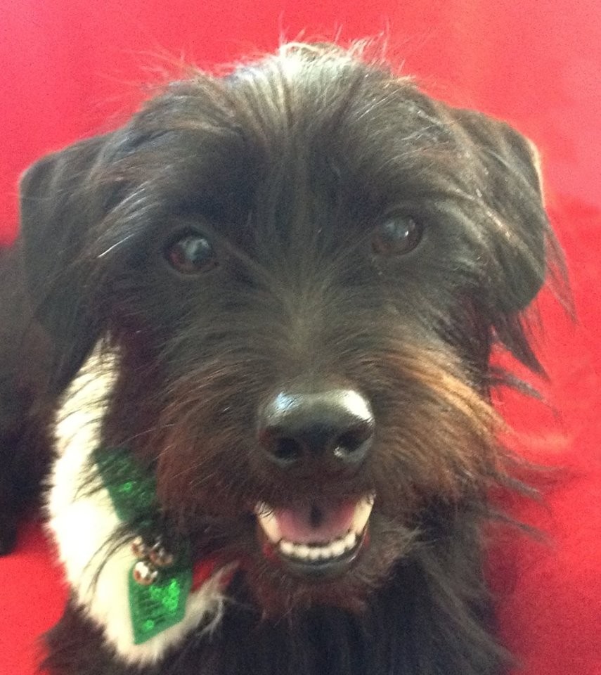 scottie dachshund mix