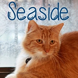 Thumbnail photo of Seaside #1