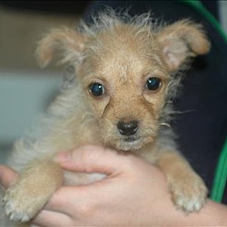 Thumbnail photo of Marigold - Dahlia Pup #2
