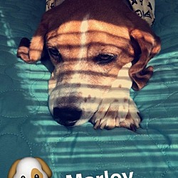 Photo of Marley 