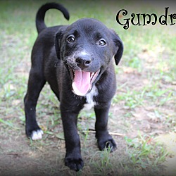 Thumbnail photo of Gumdrop~adopted! #1