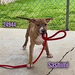 Thumbnail photo of Sashimi #1