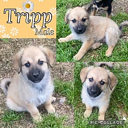 Photo of Tripp meet 5/10