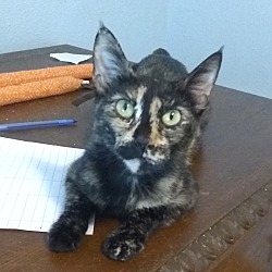 Thumbnail photo of Momma Jane - Bobtail #4