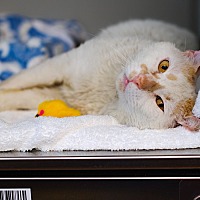 adopt a pet