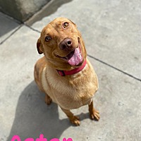 adopt a pet