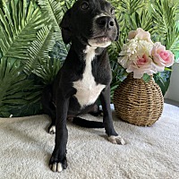 adopt-pet