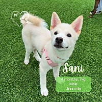 adopt-pet