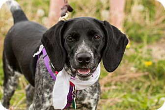 bluetick german shorthaired pointer