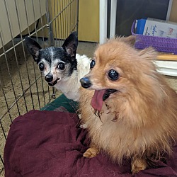 Photo of Missy and Paco