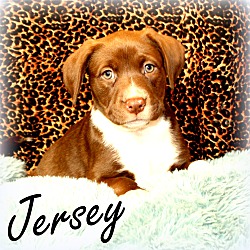 Thumbnail photo of Jersey~adopted! #1