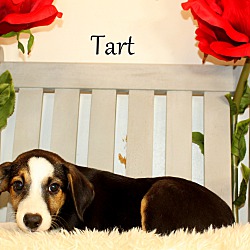 Thumbnail photo of Tart ~ meet me! #1