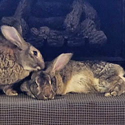 bonded pet photo