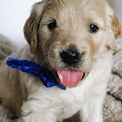 Thumbnail photo of *Coquis Puppies - Loki #4