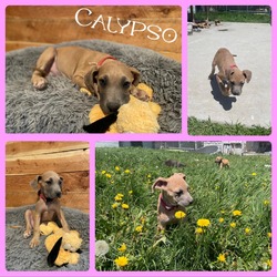 Photo of Calypso