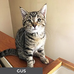 Thumbnail photo of Gus #2