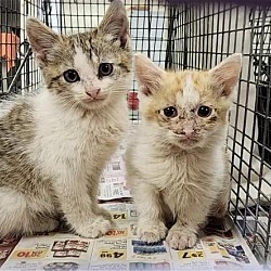 Photo of Urgent! Fosters needed for m/f kittens & adults