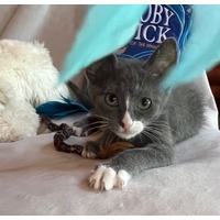 adopt a pet