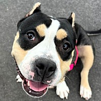 adopt a pet