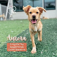 adopt-pet
