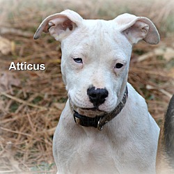 Thumbnail photo of Atticus~ meet me! #1