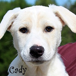 Thumbnail photo of Cady~adopted! #1