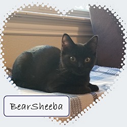 Photo of BearSheeba