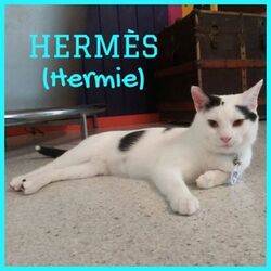 Photo of Hermes