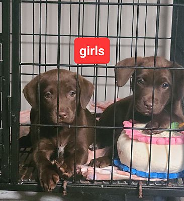 Coal City, IN - Labrador Retriever. Meet 2 labs a Pet for Adoption ...