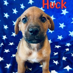 Photo of Huck