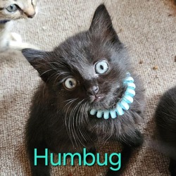 Photo of Humbug