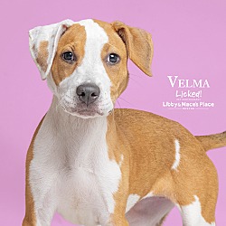 Thumbnail photo of Velma #4