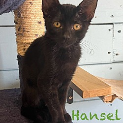 Thumbnail photo of Hansel #3