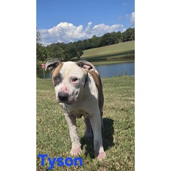 Thumbnail photo of Tyson #1